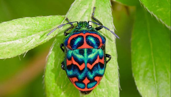 Iran Insects Animals Vocabulary in Persian